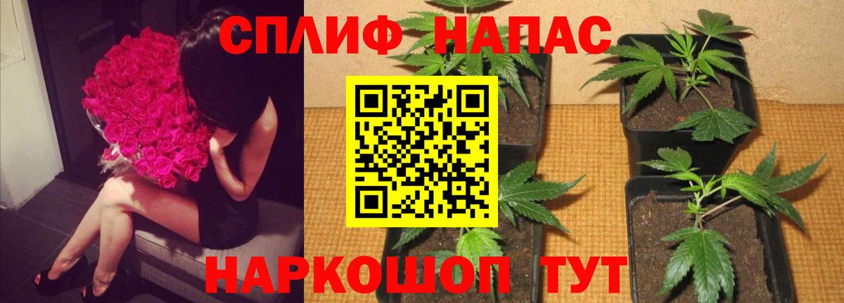 Конопля OG Kush Абакан